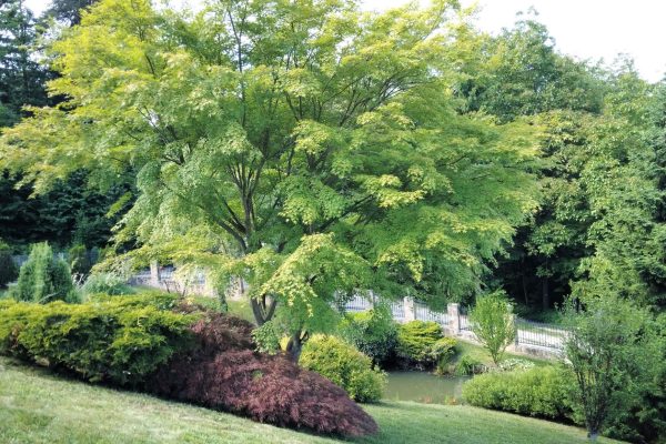 Urejena okolica ribnika končno stanje